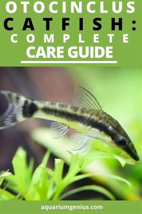 Care Guide for Otocinclus Catfish — Pe.